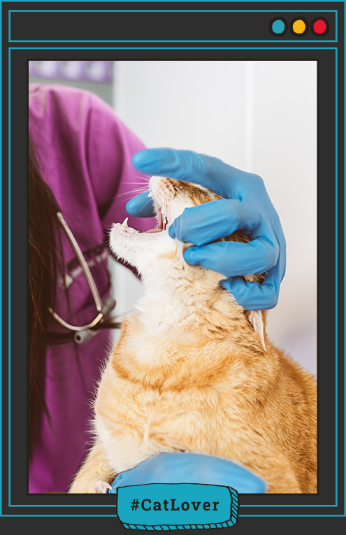 higiene dental en gatos